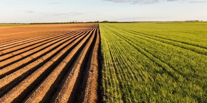 Agriculteur tenant de la terre fertile dans ses mains dans un champ recouvert de végétation verte