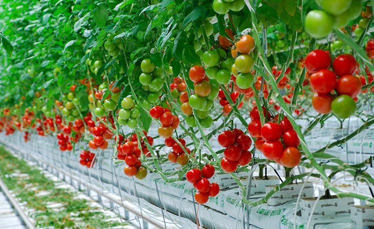 Rangées de légumes verts cultivés en hydroponie dans une ferme urbaine moderne avec vue sur une ville africaine en arrière-plan.