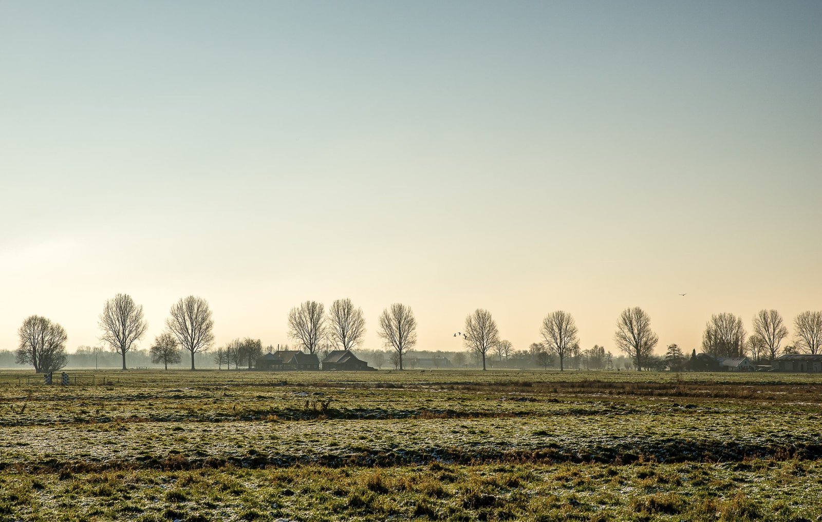 Champ agricole avec cultures diversifiées et arbres en agroforesterie, illustrant l'adaptation de l'agriculture au changement climatique.