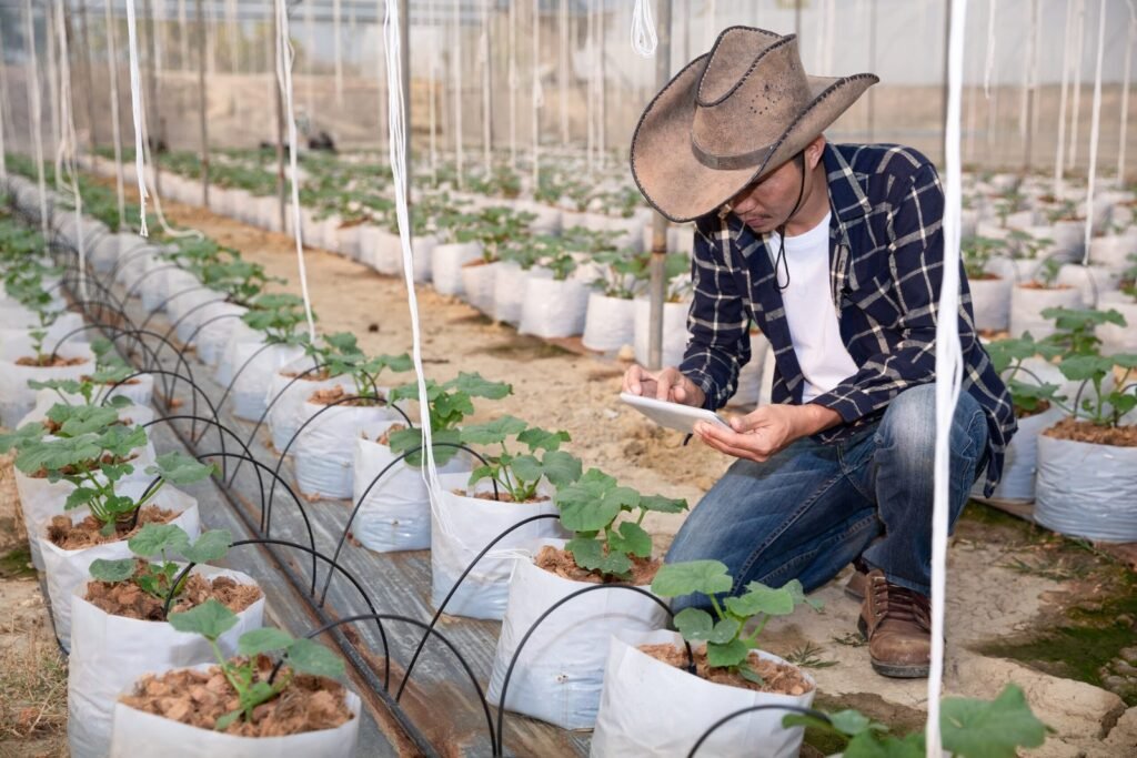 Capteur connecté et système de goutte-à-goutte dans un champ de légumes, illustrant l'irrigation intelligente de précision.
